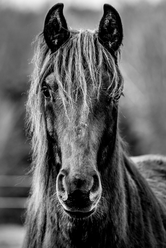 Create stunning wall art equine photos taken by a professional photographer. 