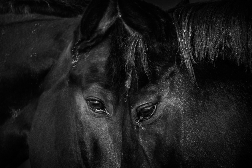 Equine Wall Art photo session in Kent.